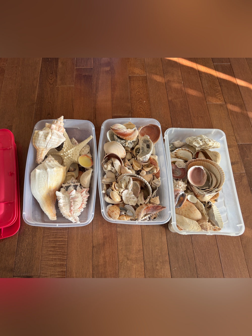 Natural Mixed Seashells Collection whole lot